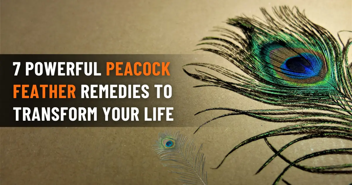 Peacock Feather